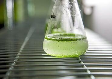 U.S. invests $146 million in research on algae biofuels and bioproducts